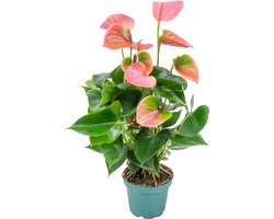 Bloomique - Anthurium Plant - Flamingoplant - Roze - Kamerplanten - Luchtzuiverend - 30-40 cm Hoog - Pot 12 cm