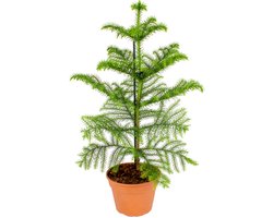 Bloomique - Araucaria Heterophylla - Kamerden - Kamerplanten - Luchtzuiverend - Diervriendelijk - 40-50 cm Hoog - Pot 15 cm