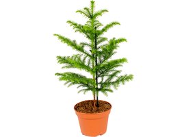 Bloomique - Araucaria Heterophylla - Kamerden - Kamerplanten - Luchtzuiverend - Diervriendelijk - 50-60 cm Hoog - Pot 17 cm