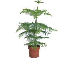 Bloomique - Araucaria Heterophylla - Kamerden - Kamerplanten - Luchtzuiverend - Diervriendelijk - Hoogte 80-100 cm - Pot 21 cm
