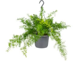 Bloomique - Asparagus Sprengeri - Hangasperge - Hangplanten - Kamerplanten - Luchtzuiverend - 20-30 cm Hoog - Hangpot 17 cm