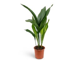 Bloomique - Aspidistra Elatior - IJzerplant - Bladplant - Kamerplanten - Ook voor donkere plekken - Huisdiervriendelijk - Gemakkelijk in onderhoud - Hoogte 45-50 cm - Pot 13 cm