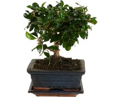 Bloomique - Bonsai Carmona - Bol Vorm - Bonsai Boompje - Kamerplanten - Hoogte 20-30 cm - 15 cm Breed - Inclusief Keramieken Pot en Schaal