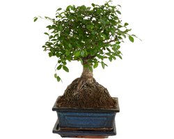 Bloomique - Bonsai Zelkova - Bol Vorm - Bonsai Boompje - Kamerplanten - Hoogte 20-30 cm - 15 cm Breed - Inclusief Keramieken Pot en Schaal