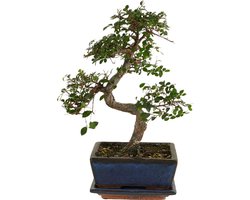 Bloomique - Bonsai Zelkova - S-Vorm - Bonsai Boompje - Kamerplanten - Hoogte 20-30 cm - 15 cm Breed - Inclusief Keramieken Pot en Schaal
