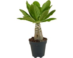 Bloomique - Brighamia Insignis - Hawaii Palm - Kamerplanten - Luchtzuiverend - Gemakkelijk in onderhoud - Hoogte 25-35 cm - Pot 12 cm
