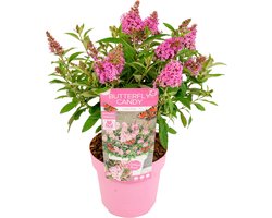 Bloomique - Buddleja Butterfly Little Pink - Vlinderstruik - Tuinplanten - Winterhard - Hoogte 30-40 cm - Pot 19 cm