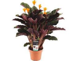 Bloomique - Calathea Crocata - Eeuwige Vlam - Kamerplanten - Luchtzuiverend - Bloeiend - Gemakkelijk in onderhoud - 40-50 cm Hoog - Pot 14 cm