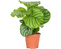 Bloomique - Calathea Orbifolia - Pauwenplant - Kamerplanten - Luchtzuiverend - Diervriendelijk - 40-50 cm Hoog - Pot 14 cm
