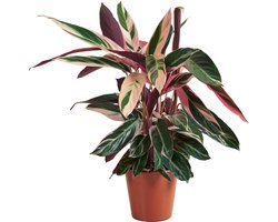 Bloomique - Calathea Triostar - Pauwenplant - Kamerplanten - Luchtzuiverend - Diervriendelijk - Hoogte 40-60 cm - Pot 19 cm