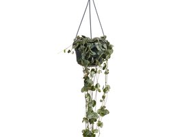 Bloomique - Ceropegia Woodii - Chinees Lantaarnplantje - Hangplant - Kamerplanten - Luchtzuiverend - Gemakkelijk in onderhoud - 15-20 cm Hoog - Pot 12 cm