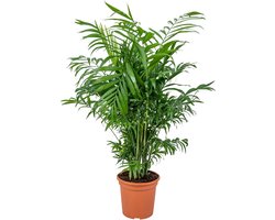 Bloomique - Chamaedorea Elegans - Mexicaanse Dwergpalm - Kamerplanten - Luchtzuiverend - Diervriendelijk - Gemakkelijk in onderhoud - 50-60 cm Hoog - Pot 17 cm