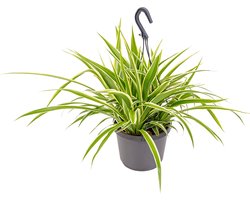 Bloomique - Chlorophytum Variegatum - Graslelie - Hangplanten - Kamerplanten - Luchtzuiverend - Diervriendelijk - 30-40 cm Hoog - Hangpot 18 cm