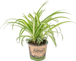 Bloomique - Chlorophytum Variegatum - Graslelie - Kamerplanten - Luchtzuiverend - Diervriendelijk - Hoogte 20-30 cm - Pot 12 cm
