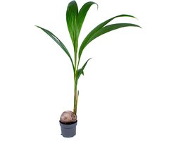 Bloomique - Cocos Nucifera - Kokospalm - Kamerplanten - Luchtzuiverend - Diervriendelijk - Hoogte 70-90 cm - Pot 19 cm