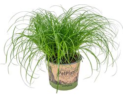 Bloomique - Cyperus Zumula - Kattengras - Kamerplanten - Diervriendelijk - 20-30 cm Hoog - Pot 12 cm