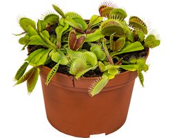Bloomique - Dionaea Muscipula - Venus Vliegenval - Venusvliegenvanger - Vleestende Plant - Kamerplanten - Hoogte 10-15 cm - Pot 12 cm