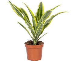 Bloomique - Dracaena Lemon Lime - Drakenbloedboom - Kamerplanten - Luchtzuiverend - Zeer Gemakkelijk Te Verzorgen - Hoogte 20-30 cm - Pot 12 cm