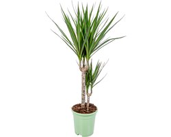 Bloomique - Dracaena Marginata - Drakenbloedboom - Kamerplanten - Luchtzuiverend - Zeer Gemakkelijk Te Verzorgen - 60-80 cm Hoog - Pot 17 cm