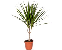 Bloomique - Dracaena Marginata - Drakenbloedboom - Kamerplanten - Luchtzuiverend - Zeer Gemakkelijk Te Verzorgen - Hoogte 30-40 cm - Pot 12 cm