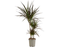 Bloomique - Dracaena Marginata - Drakenbloedboom - Kamerplanten - Luchtzuiverend - Zeer Gemakkelijk Te Verzorgen - Hoogte 90-110 cm - Pot 21 cm