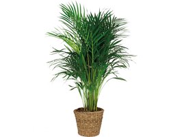 Bloomique - Dypsis Lutescens - Goudpalm - Areca - Palm - Kamerplanten - Luchtzuiverend - Diervriendelijk - 100-110 cm Hoog - Rotan Mand 21 cm