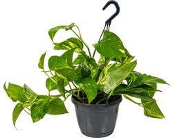 Bloomique - Epipremnum Aureum - Drakenklimop - Hangplant - Ook geschikt als Klimplant - Kamerplanten - Luchtzuiverend - Gemakkelijk in onderhoud - 20-30 cm Hoog - Pot 15 cm