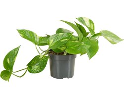 Bloomique - Epipremnum Aureum - Drakenklimop - Hangplant - Ook geschikt als Klimplant - Kamerplanten - Luchtzuiverend - Gemakkelijk in onderhoud - Hoogte 15-20 cm - Pot 12 cm