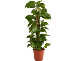 Bloomique - Epipremnum Aureum - Met Mosstok - Drakenklimop - Klimplanten - Kamerplanten - Luchtzuiverend - 70-90 cm Hoog - Pot 19 cm