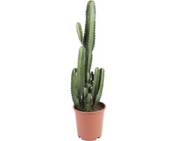 Bloomique - Euphorbia Acrurensis - Wolfsmelk - Cowboy Cactus - Cactus Plant - Kamerplanten - 100-120 cm Hoog - Pot 24 cm