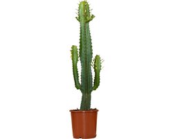 Bloomique - Euphorbia Acrurensis - Wolfsmelk - Cowboy Cactus - Hanekam Wolfsmelk - Kamerplanten - Hoogte 60-70 cm - Pot 17 cm