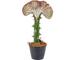 Bloomique - Euphorbia Lactea Cristata - Hanekam Wolfsmelk - Kamerplanten - Luchtzuiverend - Gemakkelijk in onderhoud - Hoogte 20-30 cm - Pot 11 cm