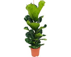 Bloomique - Ficus Lyrata - Vioolbladplant - Kamerplanten - Luchtzuiverend - Gemakkelijk in onderhoud - Pot 21cm - 80-100cm Hoog