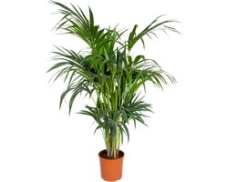 Bloomique - Howea Forsteriana - Kentia Palm - Kamerplanten - Luchtzuiverend - Diervriendelijk - 120-140 cm Hoog - Pot 24 cm