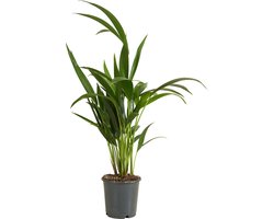 Bloomique - Howea Forsteriana - Kentia Palm - Kamerplanten - Luchtzuiverend - Diervriendelijk - 40-60 cm Hoog - Pot 13 cm