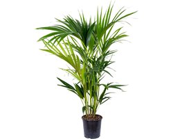 Bloomique - Howea Forsteriana - Kentia Palm - Kamerplanten - Luchtzuiverend - Diervriendelijk - Hoogte 80-100 cm - Pot 19 cm