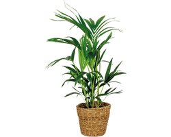 Bloomique - Howea Forsteriana - Kentia Palm - Kamerplanten - Luchtzuiverend - Diervriendelijk - Hoogte 80-100 cm - Rotan Mand 19 cm
