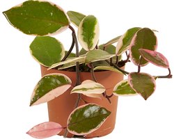 Bloomique - Hoya Flamingo - Wasbloem - Hangplant - Kamerplanten - Gemakkelijk Te Verzorgen - 15-20 cm Hoog - Pot 12 cm
