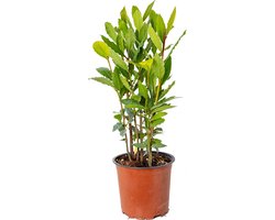 Bloomique - Laurus Nobilis - Echte Laurier - Tuinplanten - Winterhard - Hoogte 40-50 cm - Pot 15 cm