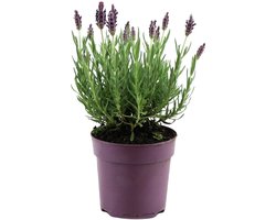 Bloomique - Lavandula Stoechas Anouk - Kuiflavendel - Winterhard - Balkonplanten - Tuinplanten - Bijvriendelijk - 20cm Hoog - Pot 12cm