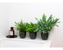Bloomique - Mix van 3 - Luchtzuiverende Varens - Asplenium, Phlebodium, Nephrolepis - Kamerplanten - 20-30 cm Hoog - Pot 12 cm