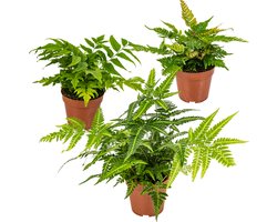 Bloomique - Mix van 3 - Varens - Tuinvarens - Tuinplanten - Winterhard - Groenblijvend - 20-30 cm Hoog - Pot 12 cm