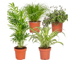 Bloomique - Mix van 4 - Huisdiervriendelijke Mix - Cyprus Zumula - Callisia - Chamaedorea - Chlorophytum - Kamerplanten - Hoogte 20-40 cm - Pot 12 cm