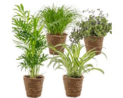 Bloomique - Mix van 4 - Huisdiervriendelijke Mix - Cyprus Zumula - Callisia - Chamaedorea - Chlorophytum - Kamerplanten - Hoogte 20-40 cm - Rotan Mand 12 cm