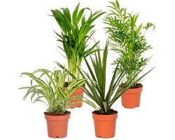 Bloomique - Mix van 4 - Luchtzuiverende Mix - Dracaena - Dypsis - Chamaedorea - Chlorophytum - Kamerplanten - Hoogte 20-40 cm - Pot 12 cm