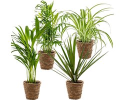 Bloomique - Mix van 4 - Luchtzuiverende Mix - Dracaena - Dypsis - Chamaedorea - Chlorophytum - Kamerplanten - Hoogte 20-40 cm - Rotan Mand 12 cm