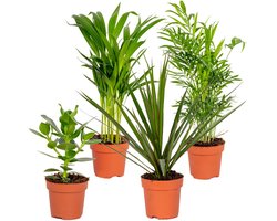 Bloomique - Mix van 4 - Sterke Kamerplanten Mix - Dracaena, Dypsis, Clusia, Chamaedorea - Luchtzuiverend - 20-40 cm Hoog - Pot 12 cm