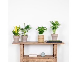 Bloomique - Mix van 4 - Tropische Kamerplanten Mix - Musa, Chamaedorea, Codiaeum, Coffea - Luchtzuiverend - 20-40 cm Hoog - Pot 12 cm