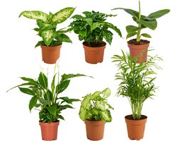 Bloomique - Mix van 6 - Groene Kamerplanten Mix - Bananenplant - Koffieplant - Syngonium - Chamaedorea - Lepelplant - Dieffenbachia - Hoogte 20-40 cm - Pot 12 cm