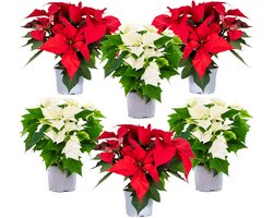 Bloomique - Mix van 6 - Poinsettia - Kerstster - Rood & Wit - Kamerplanten - Kerstdecoratie - 20-30 cm Hoog - Pot 10,5 cm